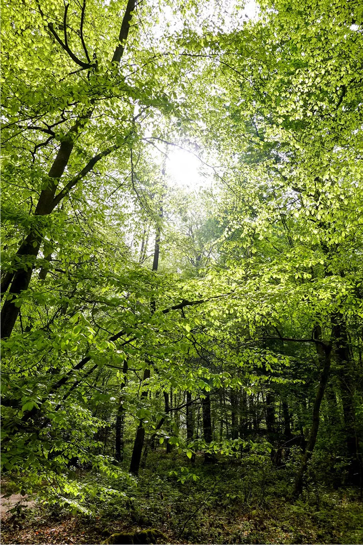 Zon door frisgroene bomen in een lentebos met donkere stammen