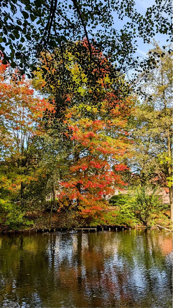 Bomen in rode, oranje en gele herfstkleuren langs een vijver die de kleuren spiegelt