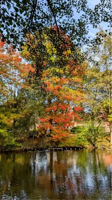 Herfstbomen langs het water, de foto