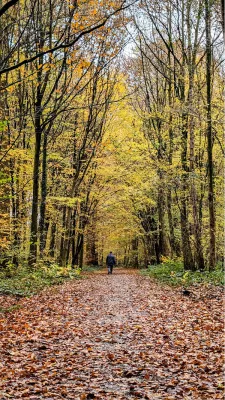 Wandelen langs de hoge bomen, de foto