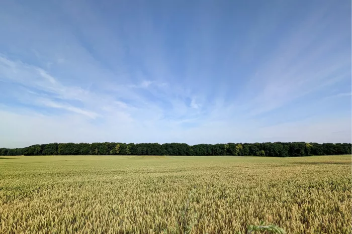 Goudgeel tarweveld met een bosje en uitwaaierende wolkenslierten in een blauwe lucht