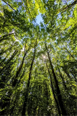 Omhoog langs de hoge bomen, de foto
