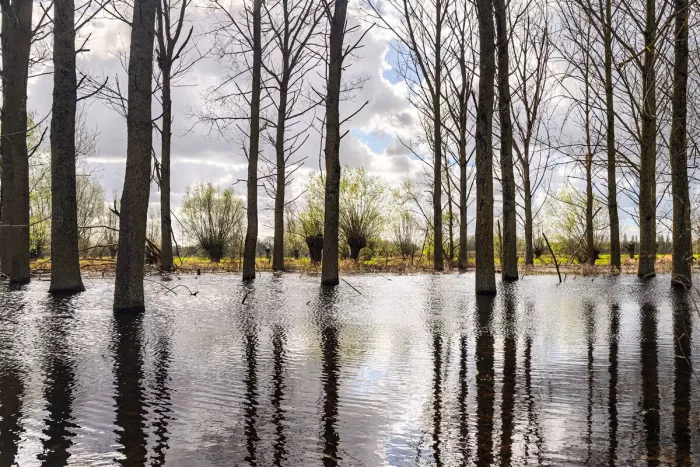 Kale populieren staan met hun stammen in ondergelopen weiland, waarin hun donkere weerspiegelingen over het rimpelende water lopen, met op de achtergrond knotwilgen met eerste lentegroen onder een wolkenlucht met blauwe openingen.