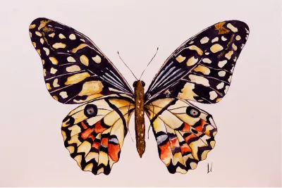 Butterfly, de foto