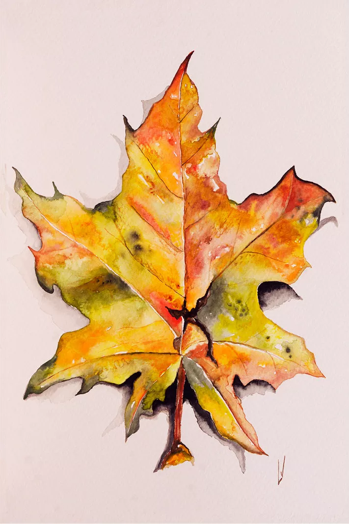 Herfstblad in geel, oranje, rood en groen met fijne nerven en een zachte schaduw op wit papier