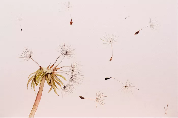 Paardenbloem waarvan de pluisjes met de wind wegvliegen over een licht, bijna wit papier