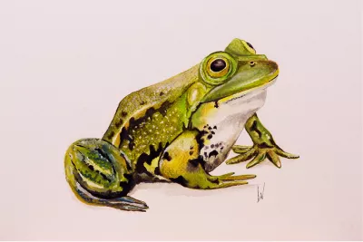 Frog, de foto