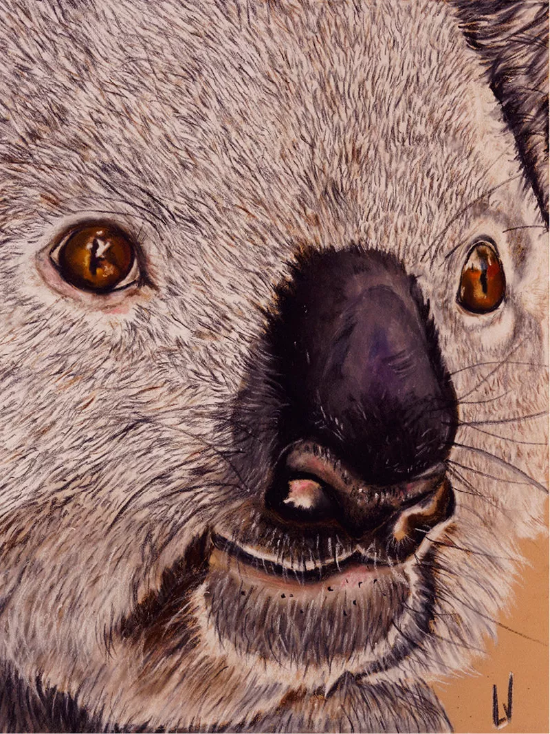 Close-up van de kop van een koala met donkere neus, bruine ogen en fijn getekende grijze vacht
