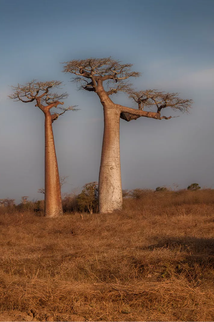 Twee baobabs met dikke stammen in droog goudbruin gras tegen een blauwgrijze lucht