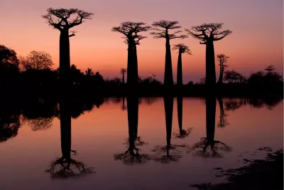 Dubbelzicht baobabs, de foto