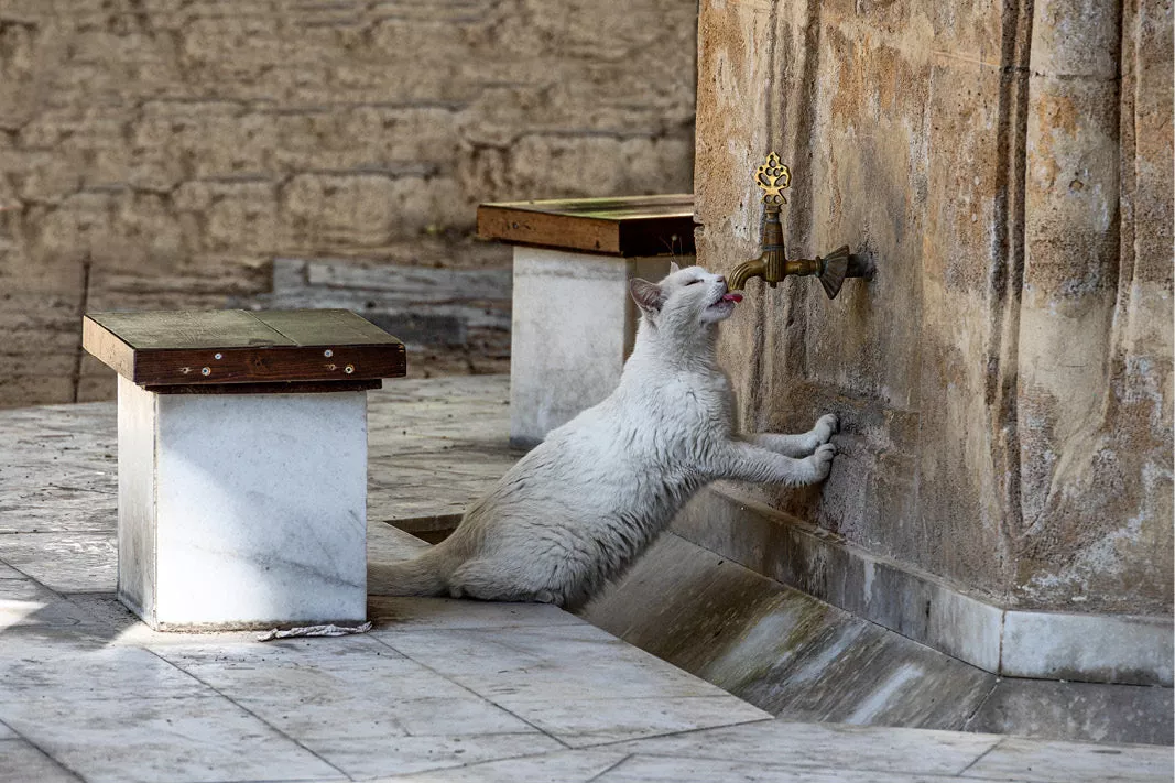 Witte kat die tegen een muur opstaat en drinkt aan een lopend kraantje