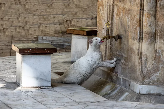 Witte kat die tegen een muur opstaat en drinkt aan een lopend kraantje