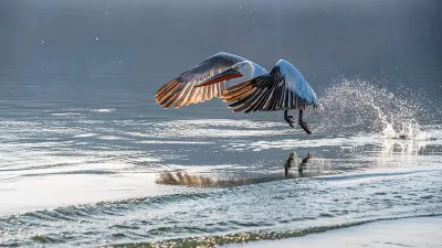 Pelikaan stijgt op, de foto