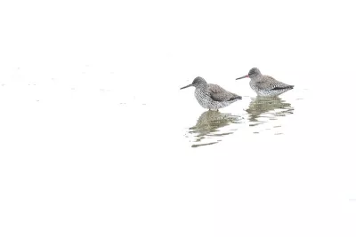 Twee Tureluurs in het witte water, de foto