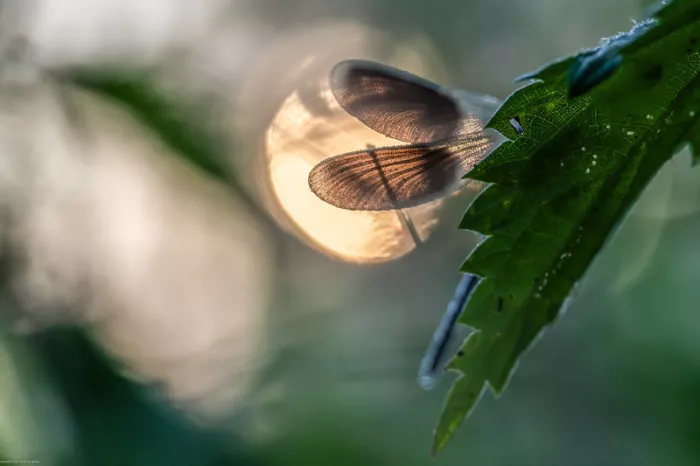 Beekjuffer met doorschijnende vleugels op de rand van een groen blad, voor een zachte lichtbol