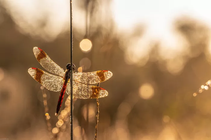 Libel met bruinrode vleugelbanden aan een stengel, tegen een warme achtergrond met gouden lichtbolletjes