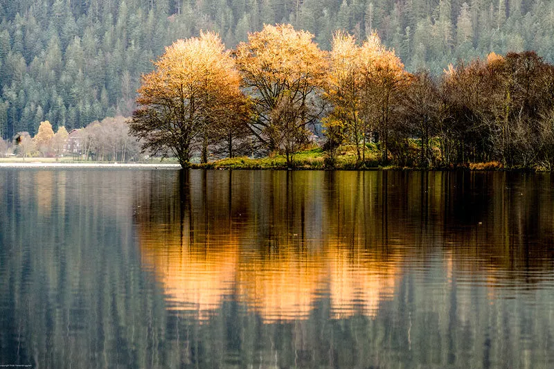 Bomen met goudgeel herfstblad op een meeroever, met een gouden spiegeling in het water