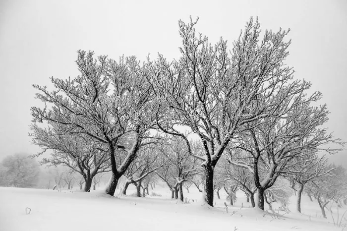Besneeuwde bomen met berijpte takken op een witte heuvel in de mist