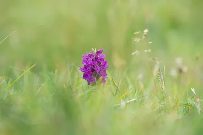 Wilde orchidee kan zich niet verstoppen, de foto