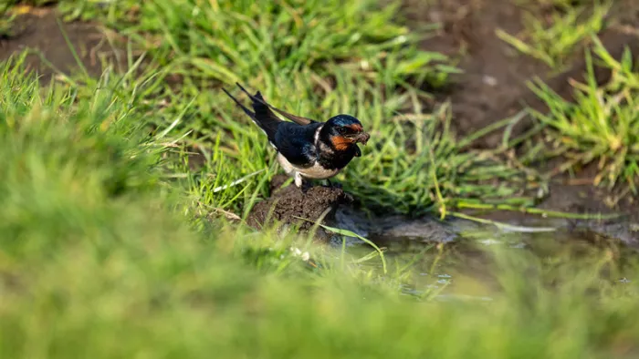 Boerenzwaluw met modder in de bek aan de rand van een plas, tussen groen gras
