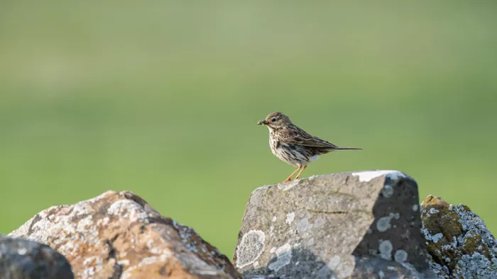 Pieper met een insectje in de snavel op een grijze steen met korstmos, tegen een wazige groene achtergrond