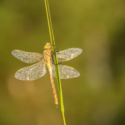 Libelle laat niet los, de foto