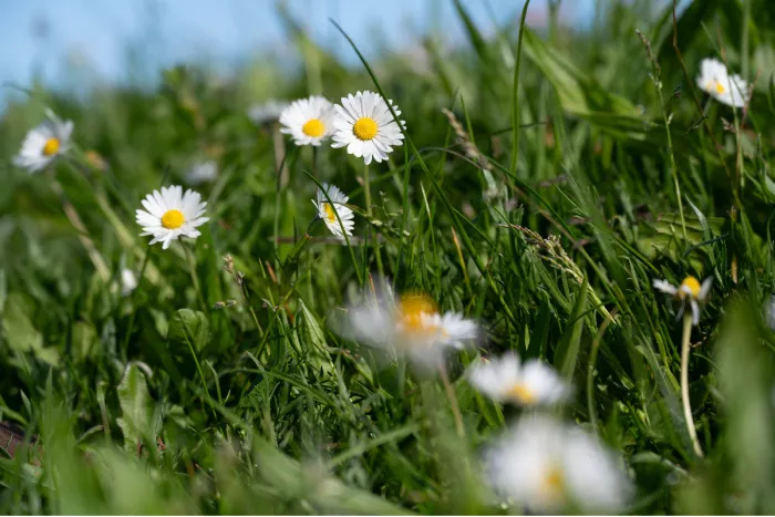 Madeliefjes tussen hoog groen gras van dichtbij, met een zachte blauwe lucht bovenaan