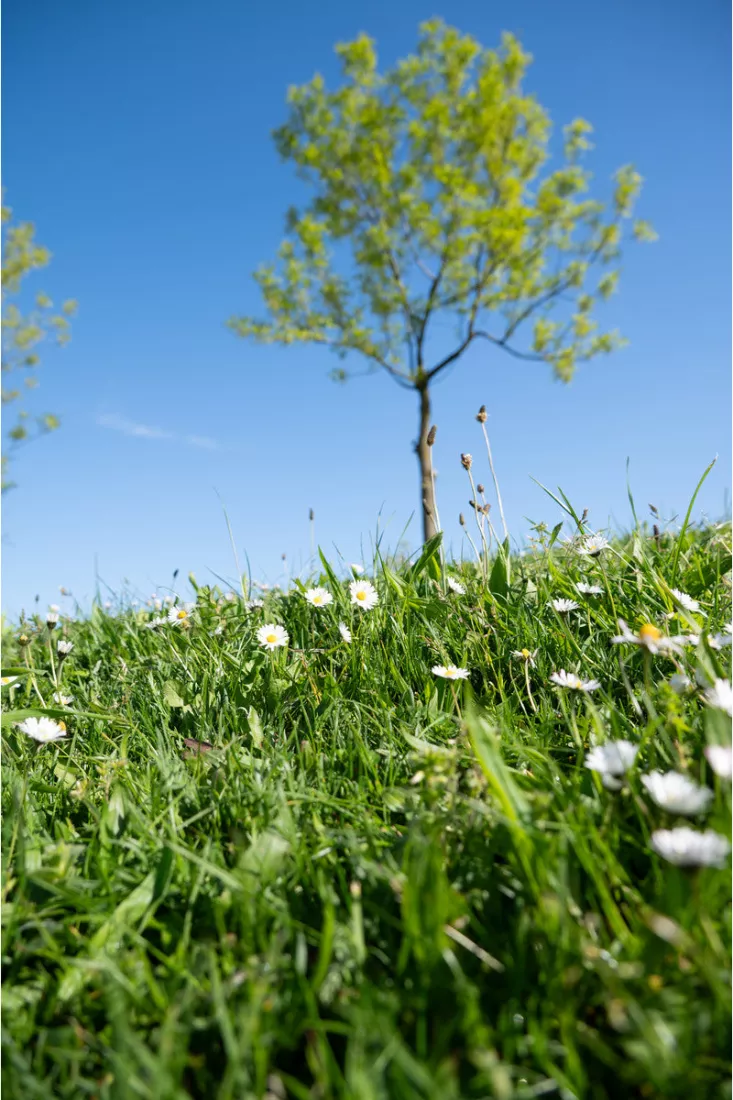 Jonge boom met frisgroen blad op een grasheuvel met madeliefjes, tegen een strakblauwe lucht