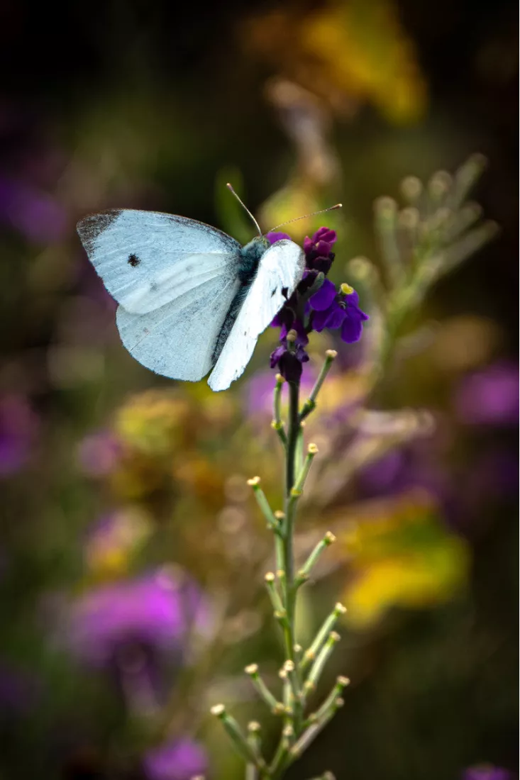 Koolwitje met witte vleugels op een paarse bloem tegen een wazige tuin in paars, geel en groen