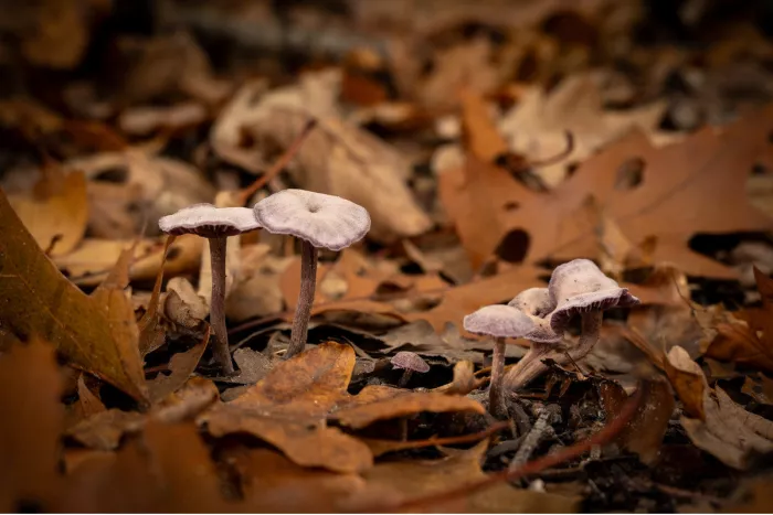 Kleine paarse paddenstoelen met slanke steeltjes tussen bruine eikenbladeren op de bosgrond