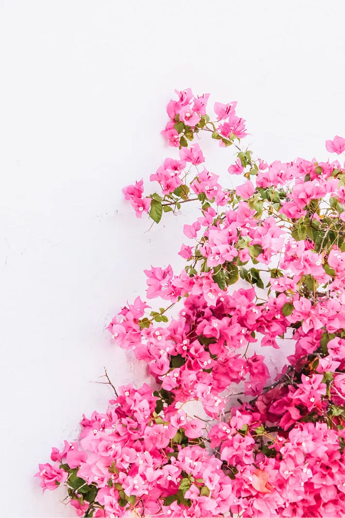 Klimplant met felroze bloemen tegen een witte muur, met veel lege witte ruimte