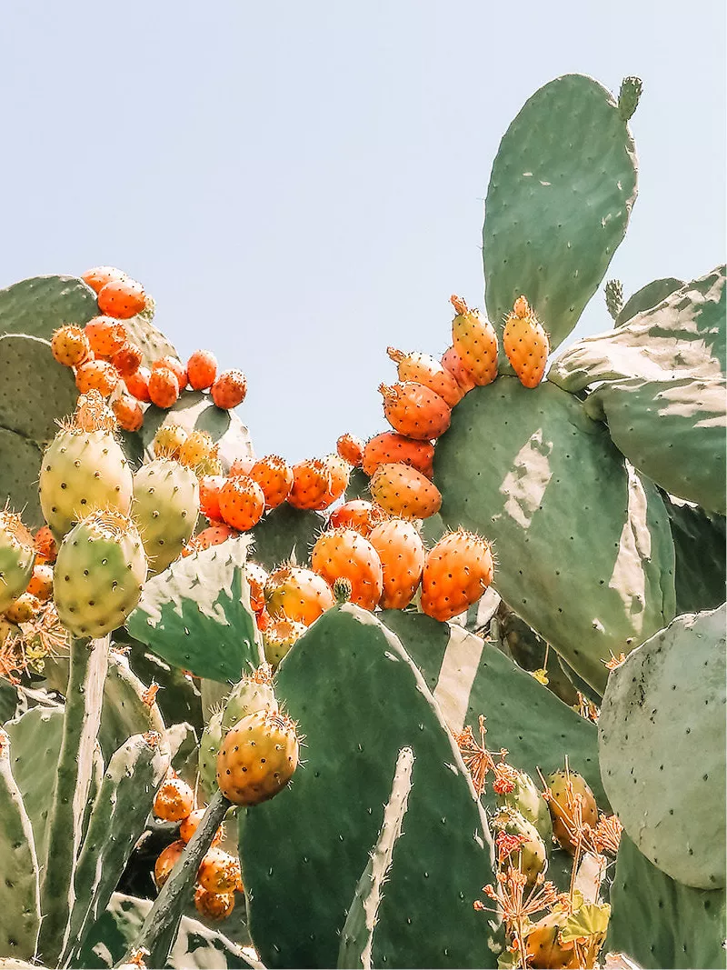 Cactus met platte groene schijven vol oranje vruchten tegen een lichtblauwe lucht