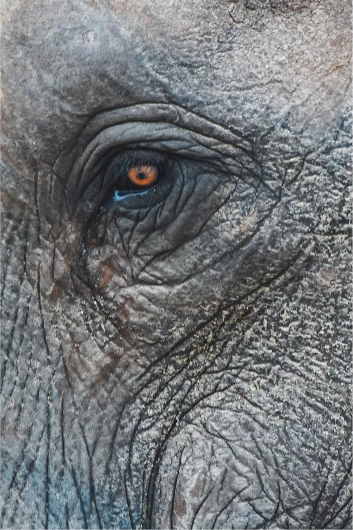 Close-up van een olifantenoog omringd door diepe rimpels in de grijze huid