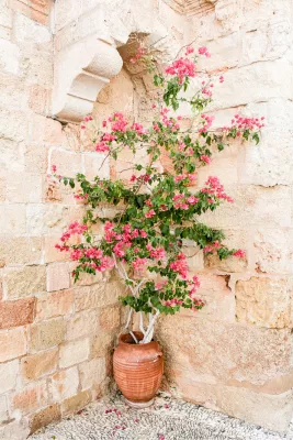 Plant in een pot, de foto