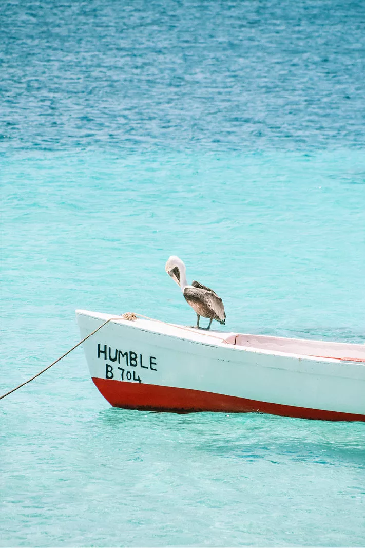 Pelikaan op de voorsteven van een wit bootje met rode romp op turquoise water