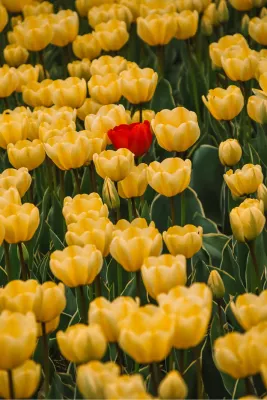 Rode tulp, de foto