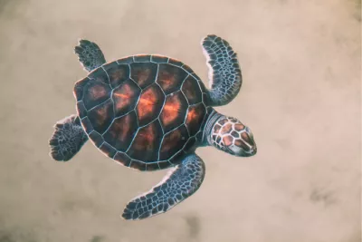 Zeeschildpad, de foto