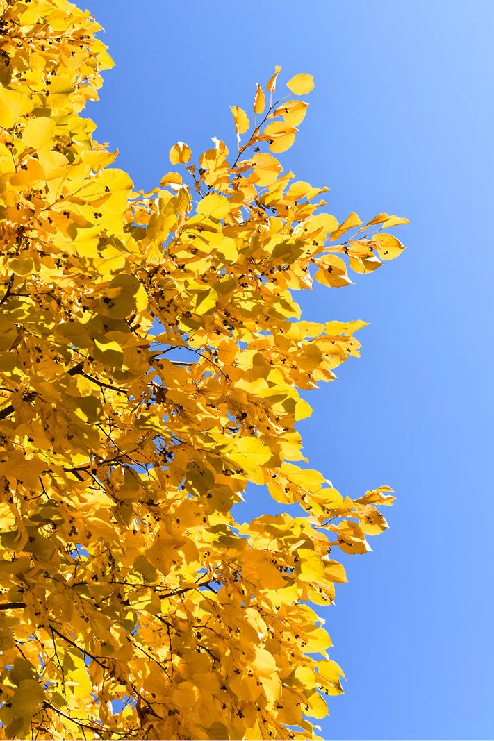 Takken met goudgele herfstbladeren tegen een strakblauwe lucht