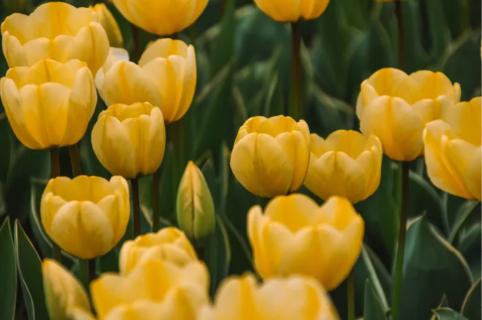 Gele tulpen met half gesloten bloemen tussen donkergroene bladeren