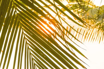 Exotisch licht, de foto