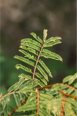 Groen!, de foto