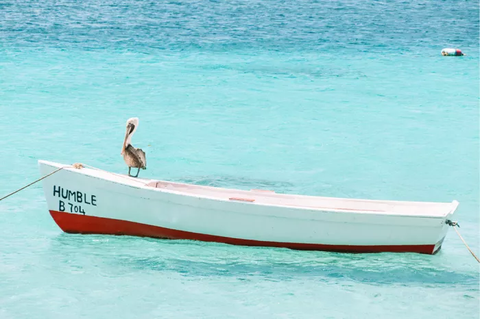 Pelikaan op een wit bootje met rode romp op turquoise water, liggend beeld
