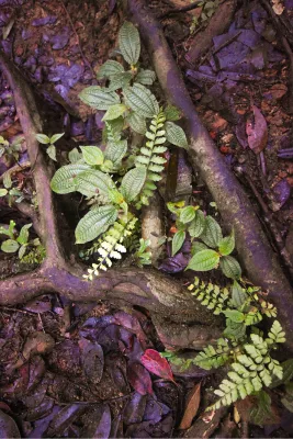 In de jungle, de foto