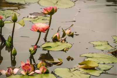 Waterlelies, de foto