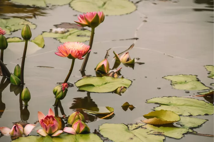 Roze waterlelies en knoppen tussen drijvende groene bladeren in een vijver