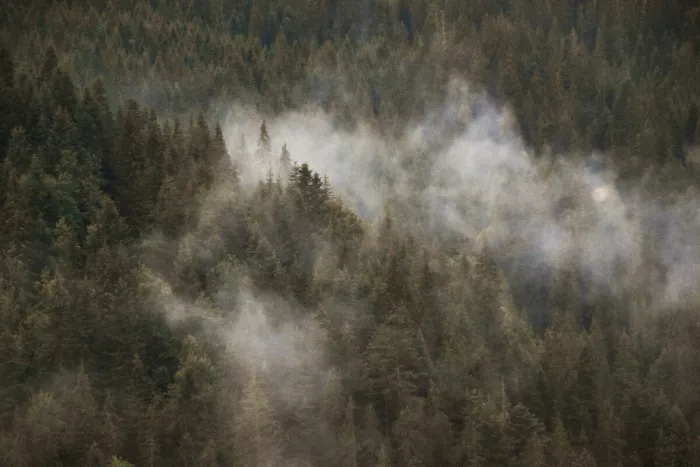 Naaldbomen op een beboste berghelling met witte mistslierten die tussen de toppen hangen.