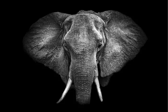 Frontaal portret van een olifant die uit het diepe zwart tevoorschijn komt, met wijd gespreide oren en een fijn getekende huid.