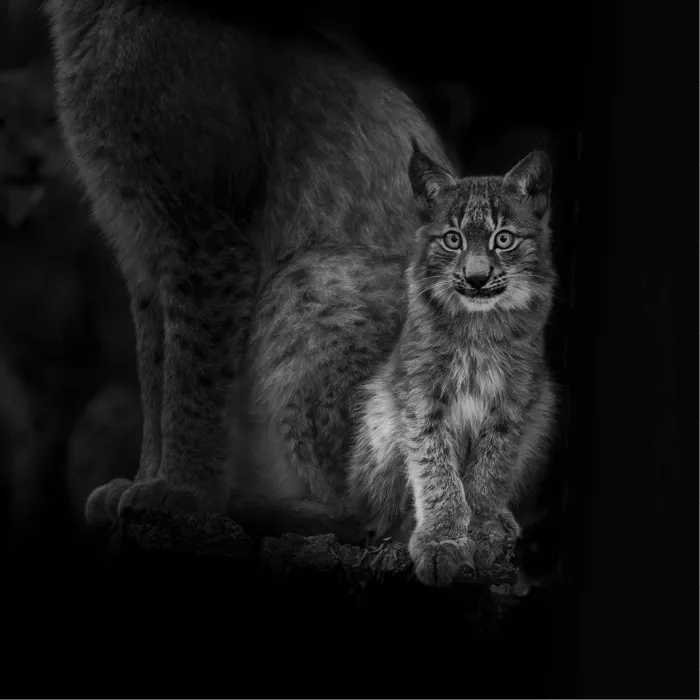 Jonge lynx kijkt recht in de lens voor de donkere schaduw van zijn moeder, in zwart-wit