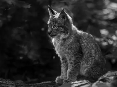 Cute but Wild, de foto