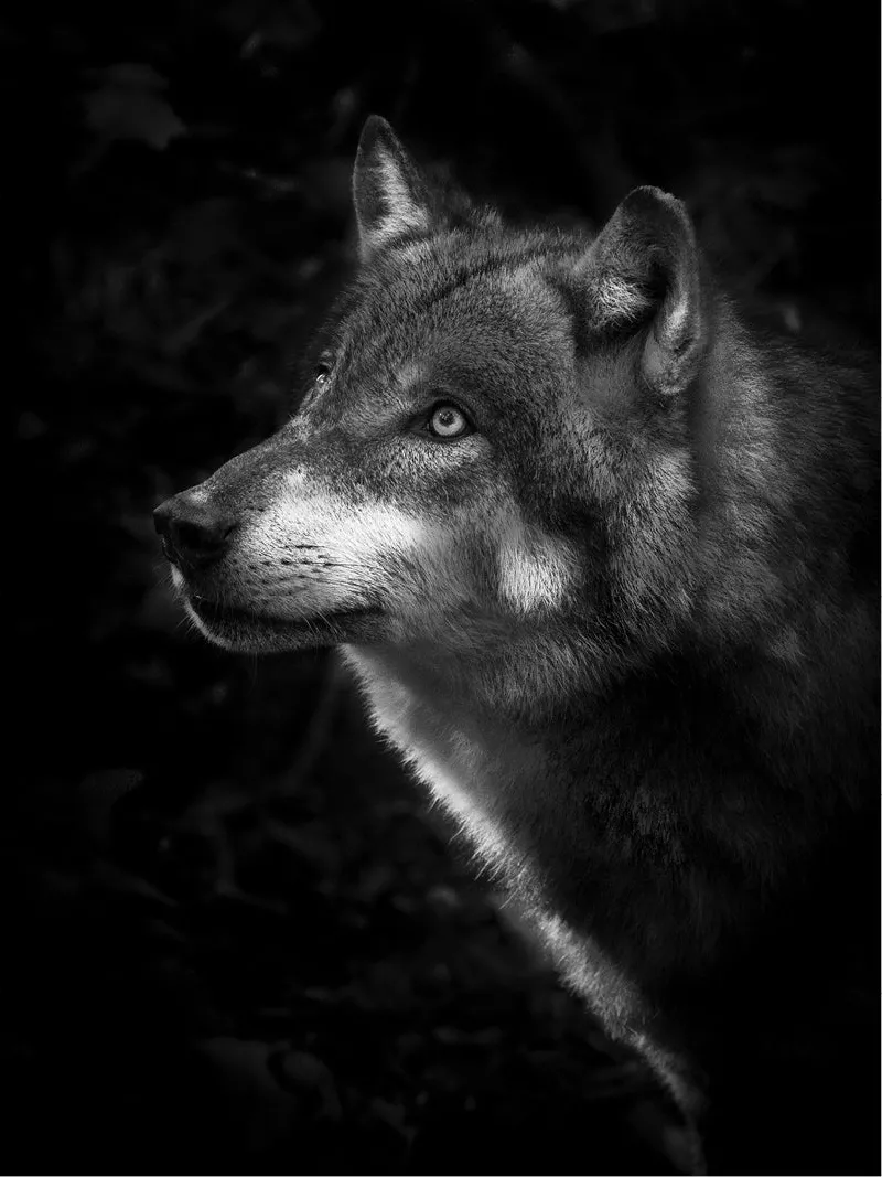 Wolf in profiel met lichte ogen die uit een diepzwarte achtergrond opduikt